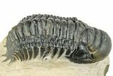 Detailed Crotalocephalina Trilobite - Atchana, Morocco #311687-2